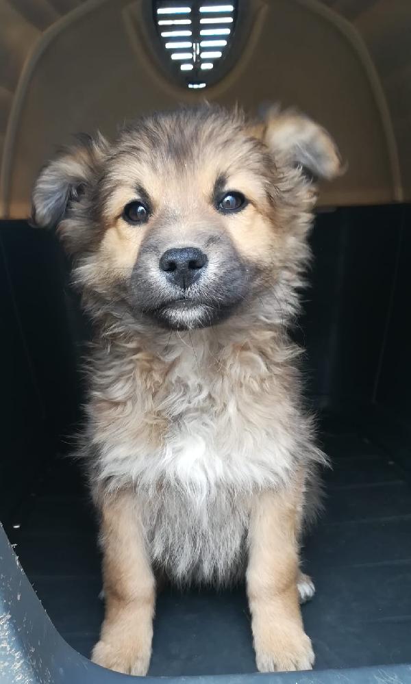 Spugna Cucciolo Taglia Piccola Simil Volpino